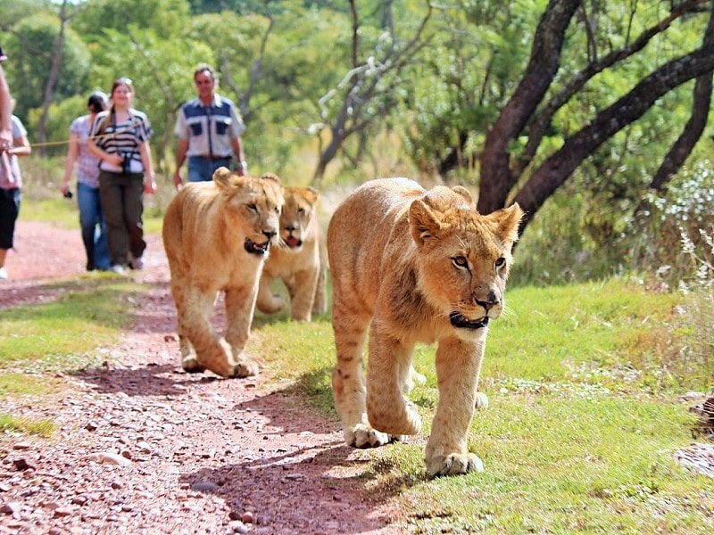 Walking with Lions, Animal Abuse