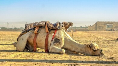 10 Types of Animal Abuse, Taming Camels