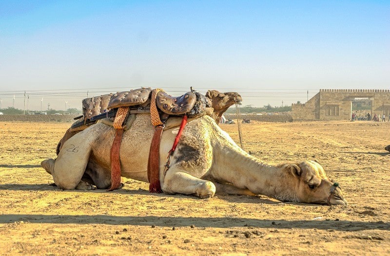 10 Types of Animal Abuse, Taming Camels
