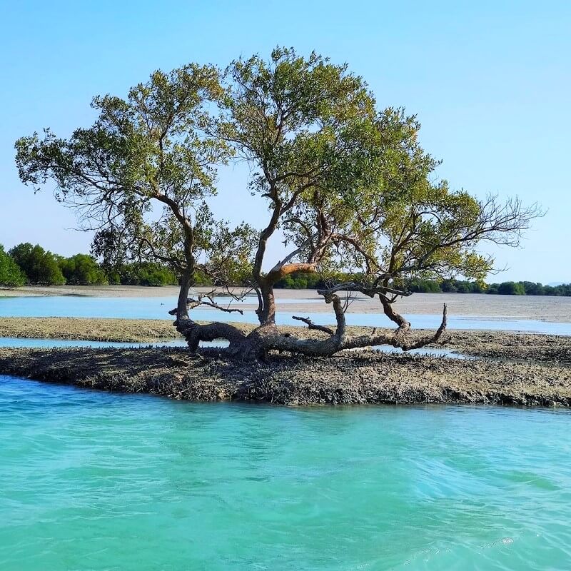 Flora Species of Qeshm Island