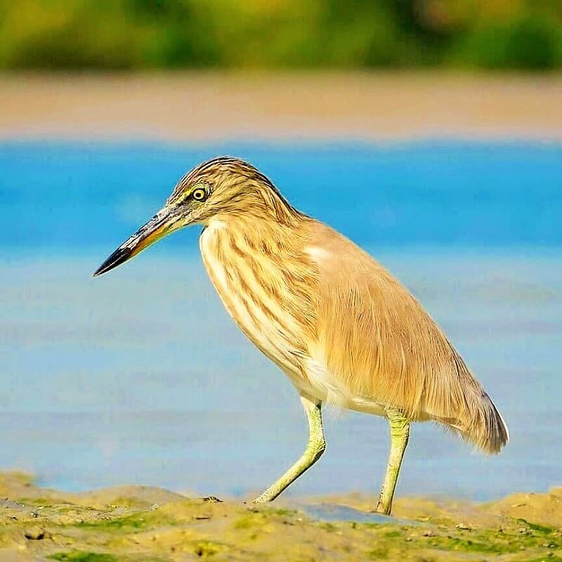 Qeshm Island Birds