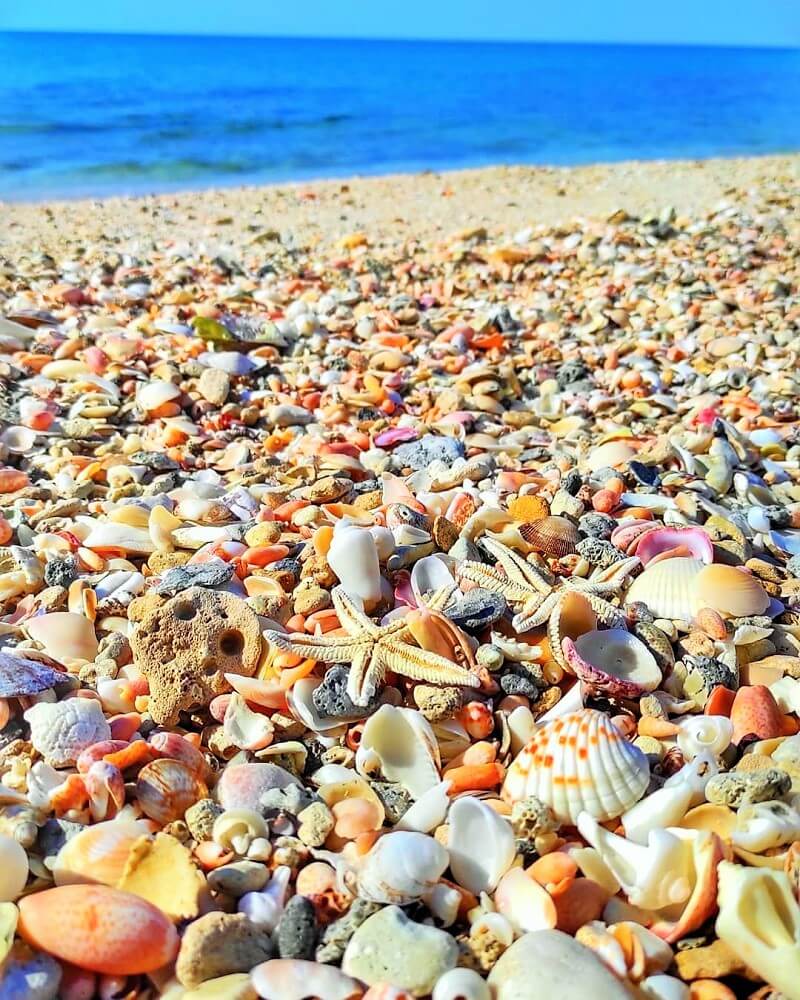 Qeshm Island Coastline Fauna