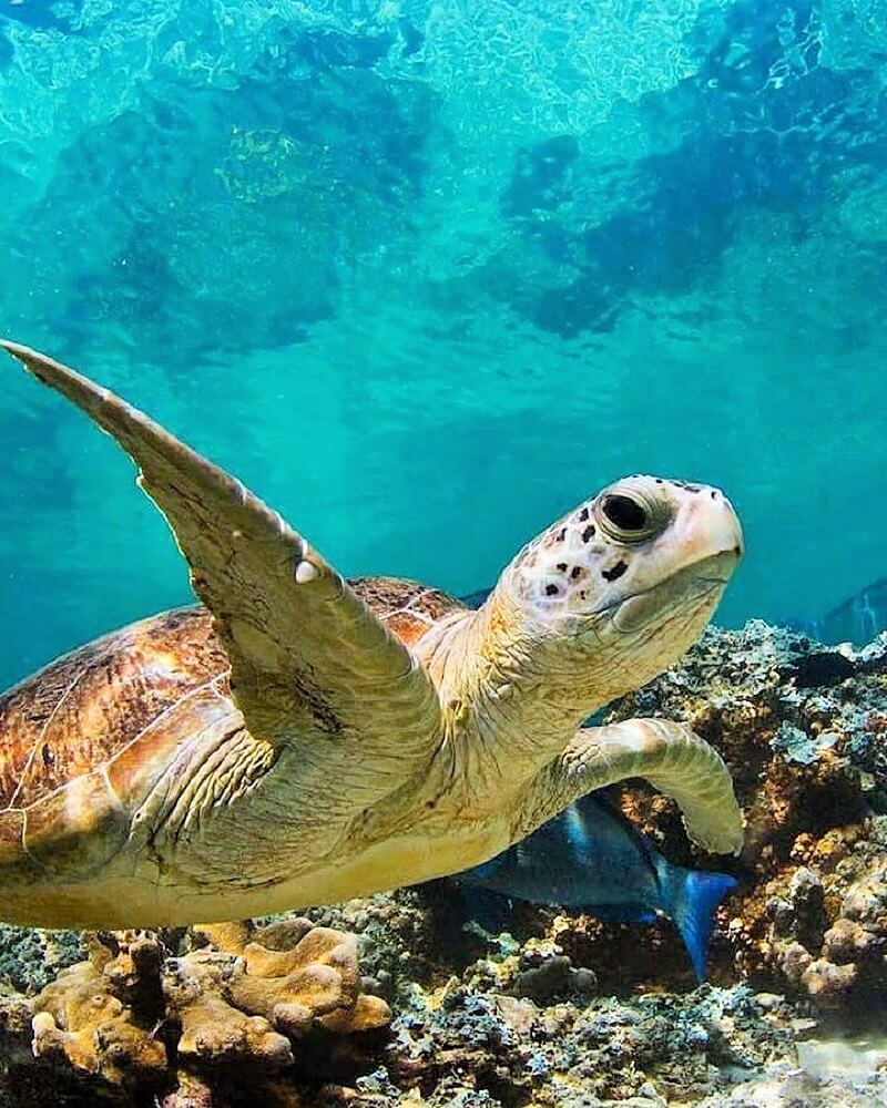 Qeshm Island Turtles