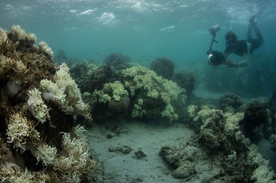 Irresponsible Tourism Destroys Coral Reefs