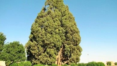 Visit Abarkuh Cypress Tree