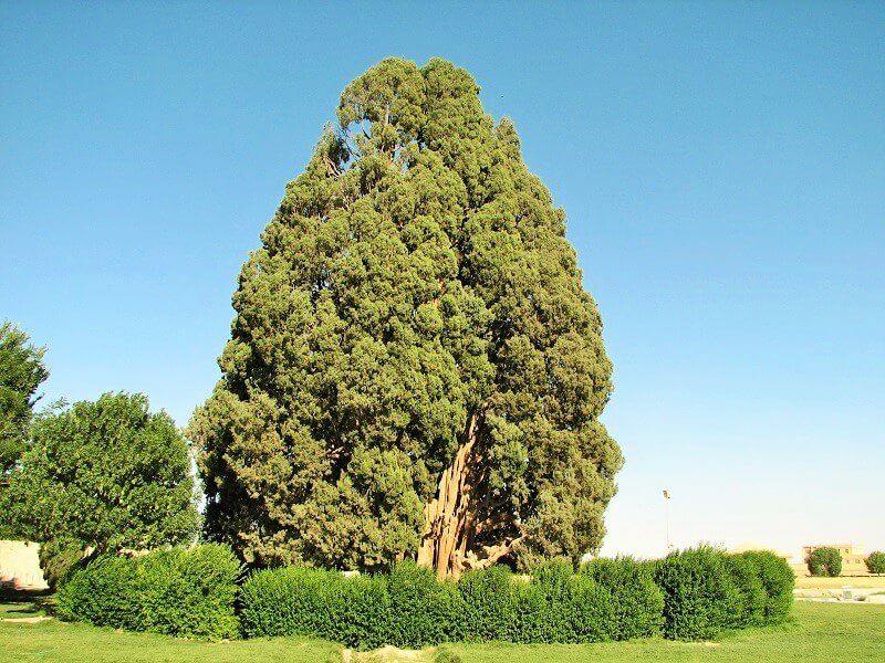 Visit Abarkuh Cypress Tree