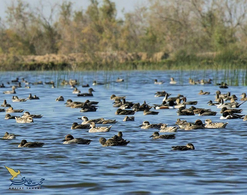 Animal Species in Zhuzestan Province