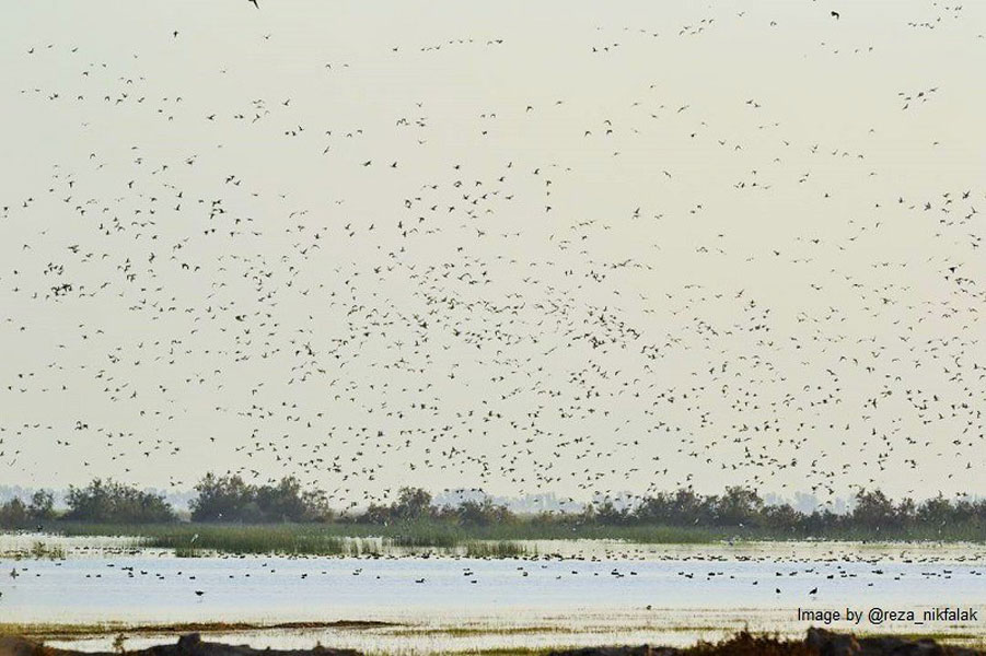 Bamdej Wetland of Ahvaz