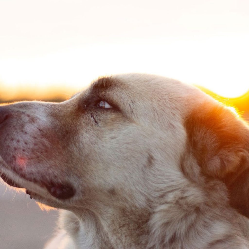 Sarabi Dog, an Iconic Breed from Ancient Persia