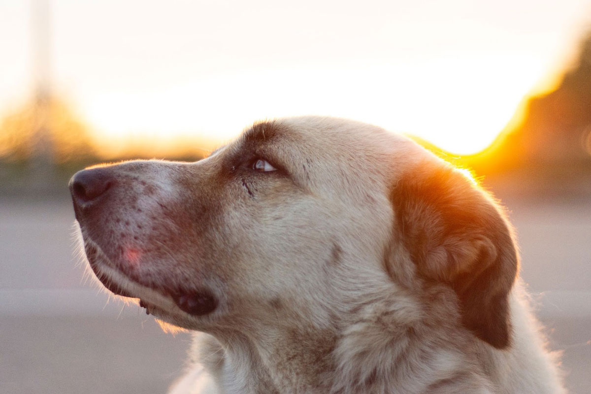 Sarabi Dog, an Iconic Breed from Ancient Persia