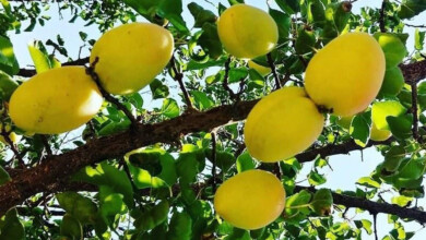 Apricot tree in Faragheh Village of Abarkuh