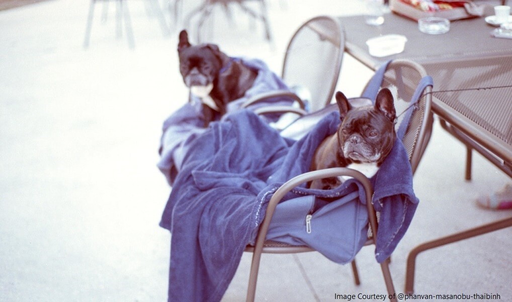 Equipment to better travel with your dog