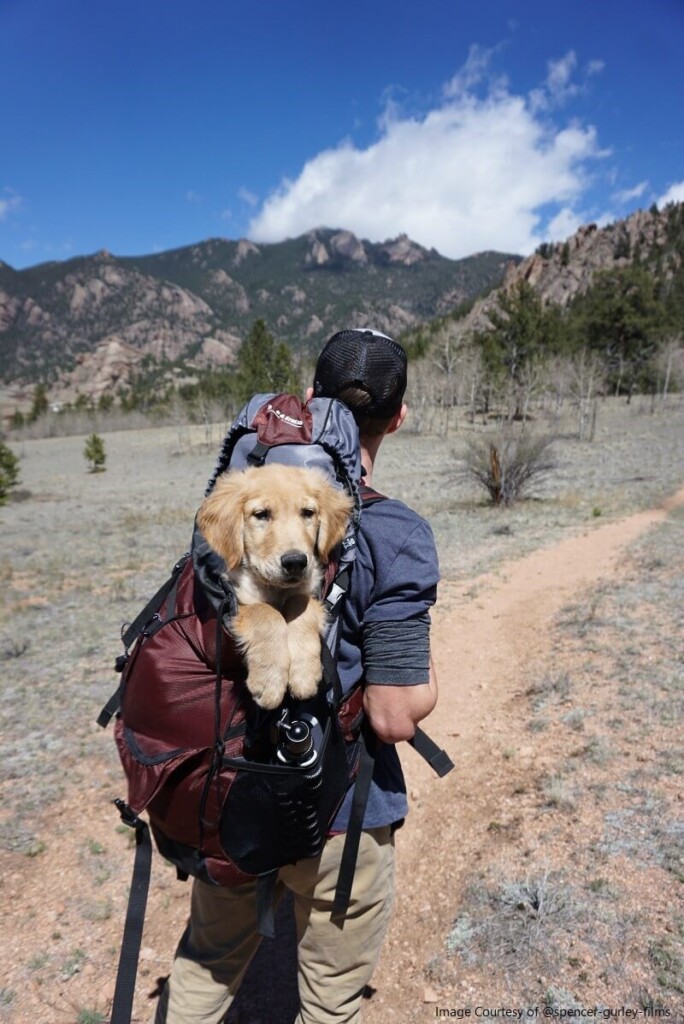 Pros and Cons of traveling with your dog