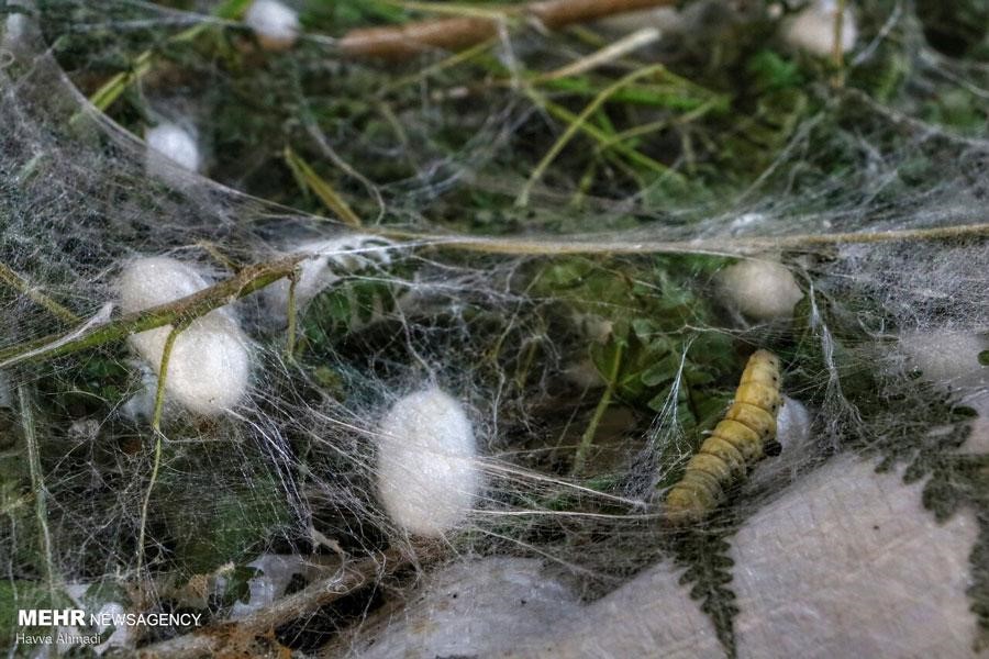 Mature silkworm making a silk cocoon