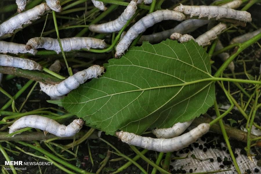 Mulberry leaves, the main food source for silkworms