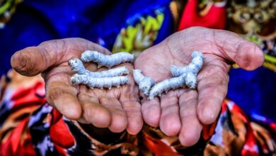 Sericulture and Traditional Production of Silk for Weaving