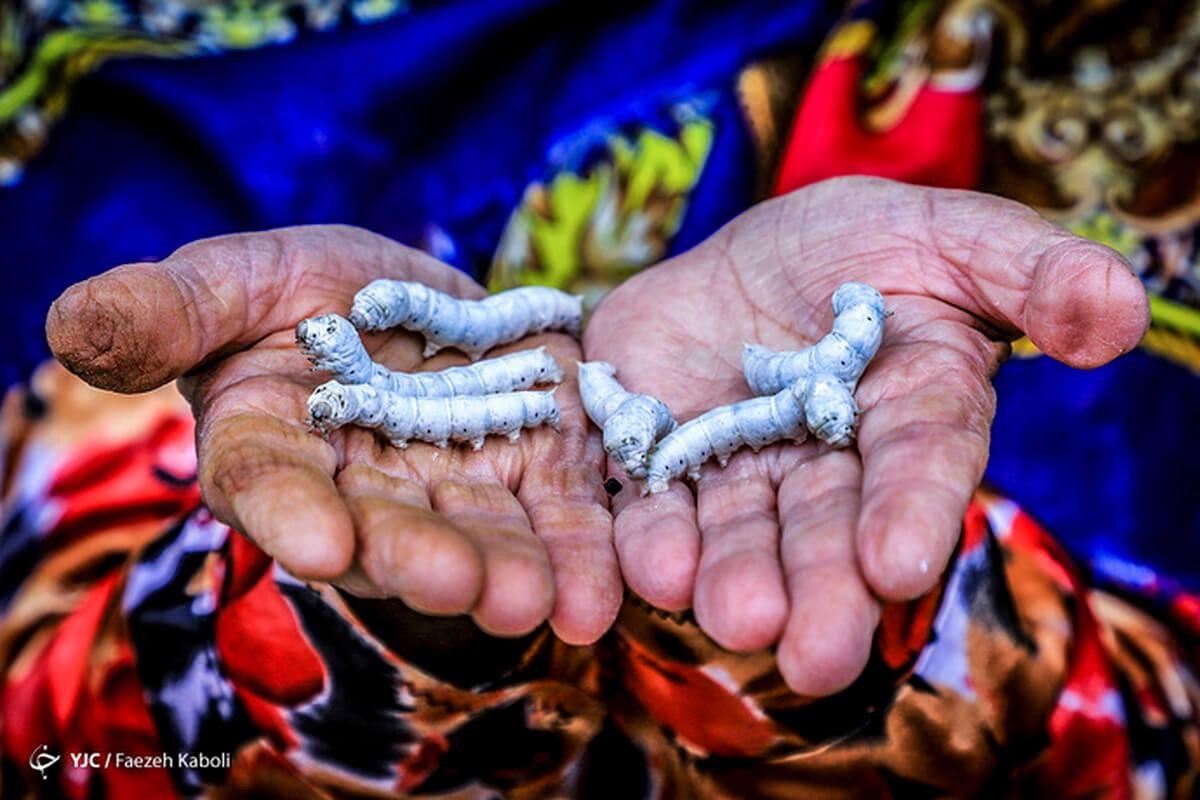 Sericulture and Traditional Production of Silk for Weaving