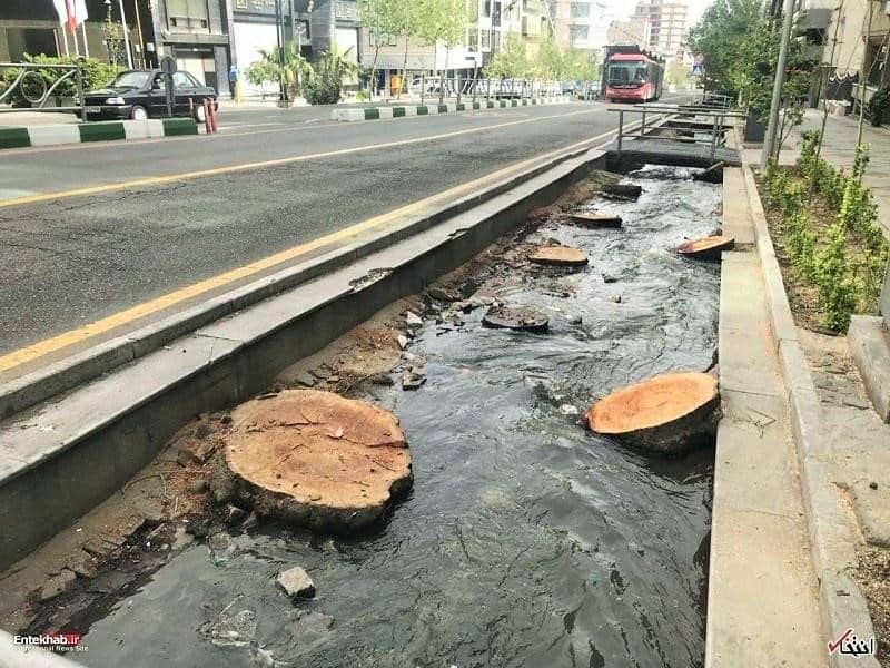 Felled plane trees on Valiasr Street, Tehran