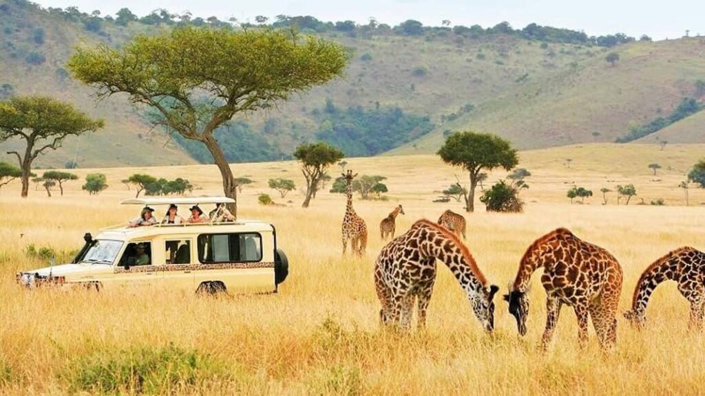 Safari tours in Africa
