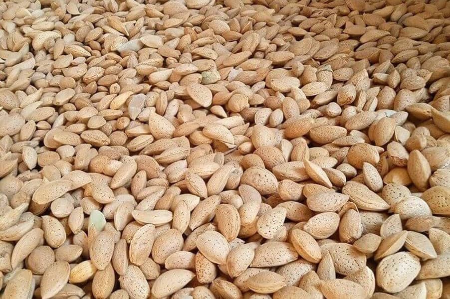 Badoom Talkh (Bitter Almond)