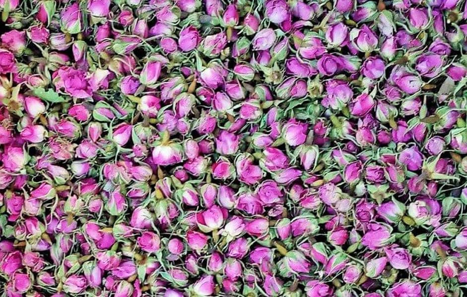 Mohammadi rose flower