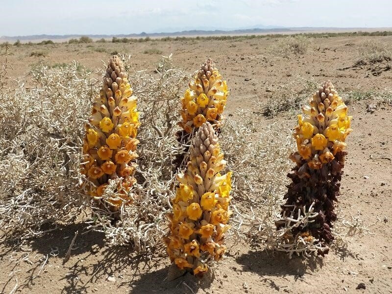 Maranjab desert vegetation
