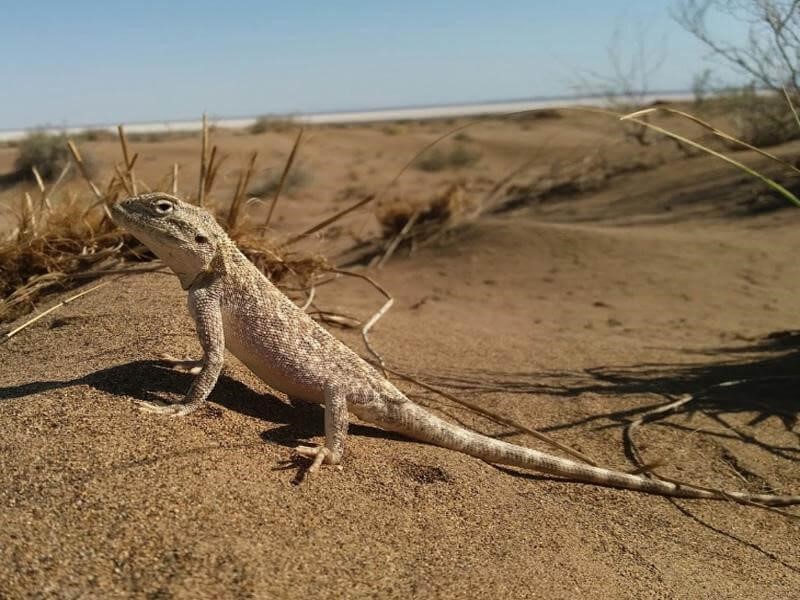 a lone lizard, Maranjab desert wildlife