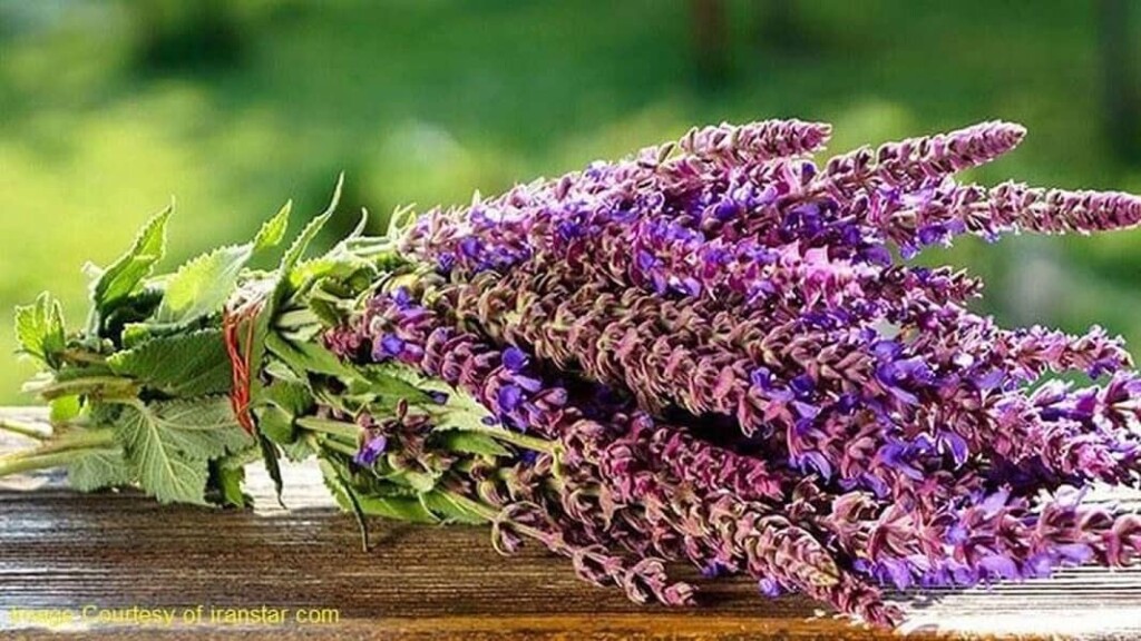 Maryam Goli flowers or Sage flower, an Iran herb