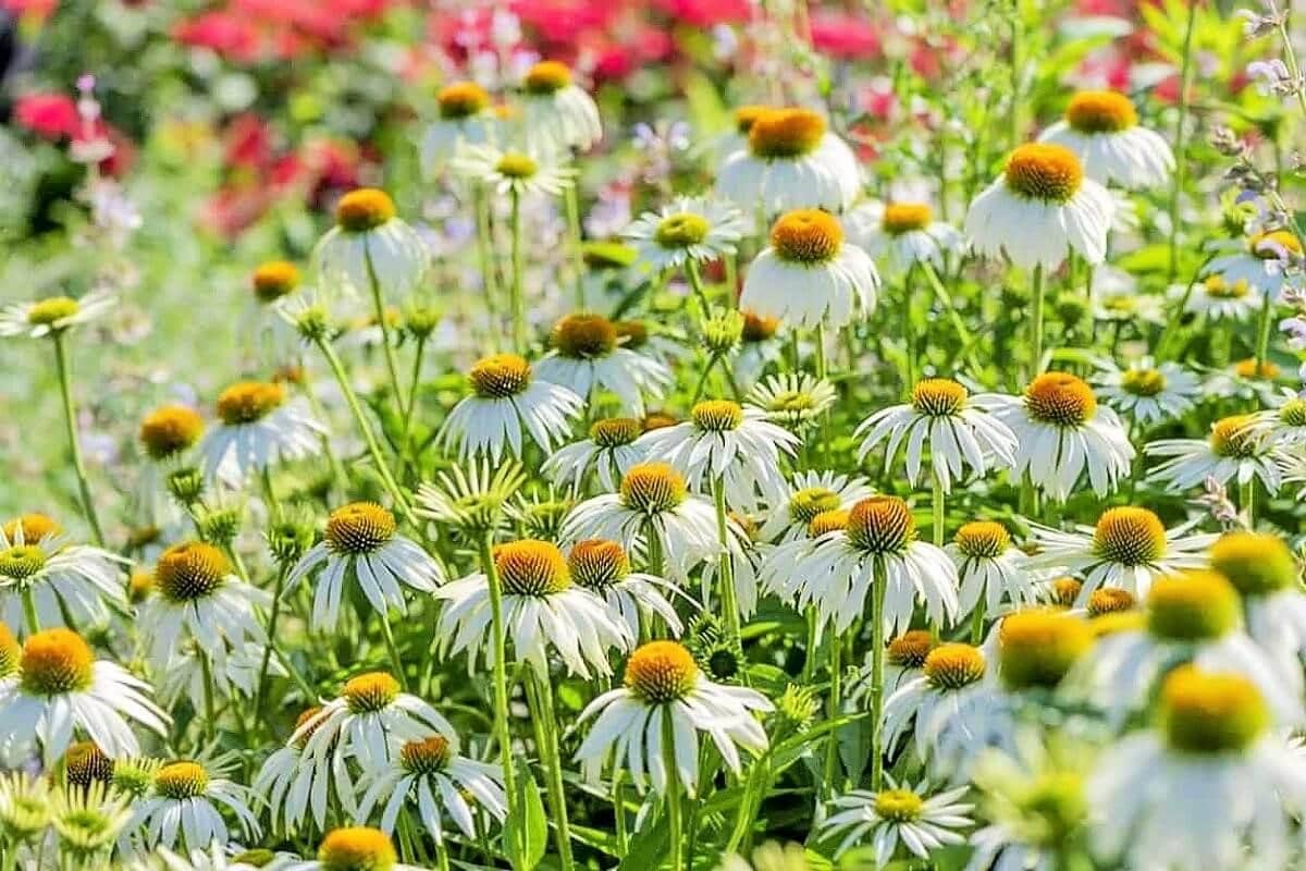 Traditional medicinal herbs in Iran