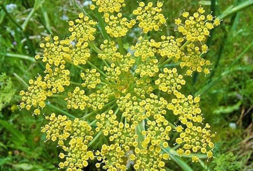 Razianeh herb (fennel), another medicinal Iran herb