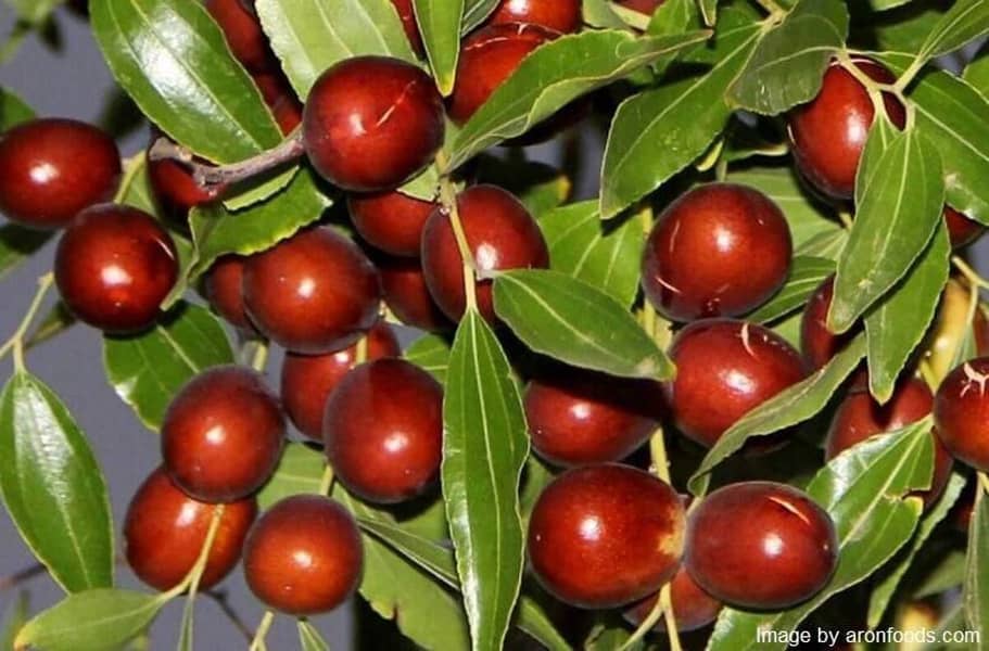 jujube fruits