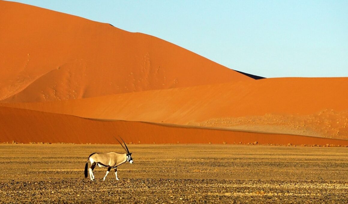 Visit Namibia Desert on an African Adventure Travel