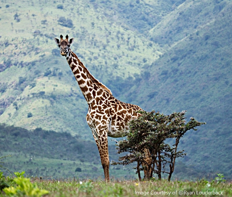 Visit Serengeti National Park & Its Wild Life