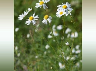 Chamomile herbs, a widely used plant in traditional Iranian medicine