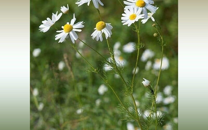 Chamomile herbs, a widely used plant in traditional Iranian medicine