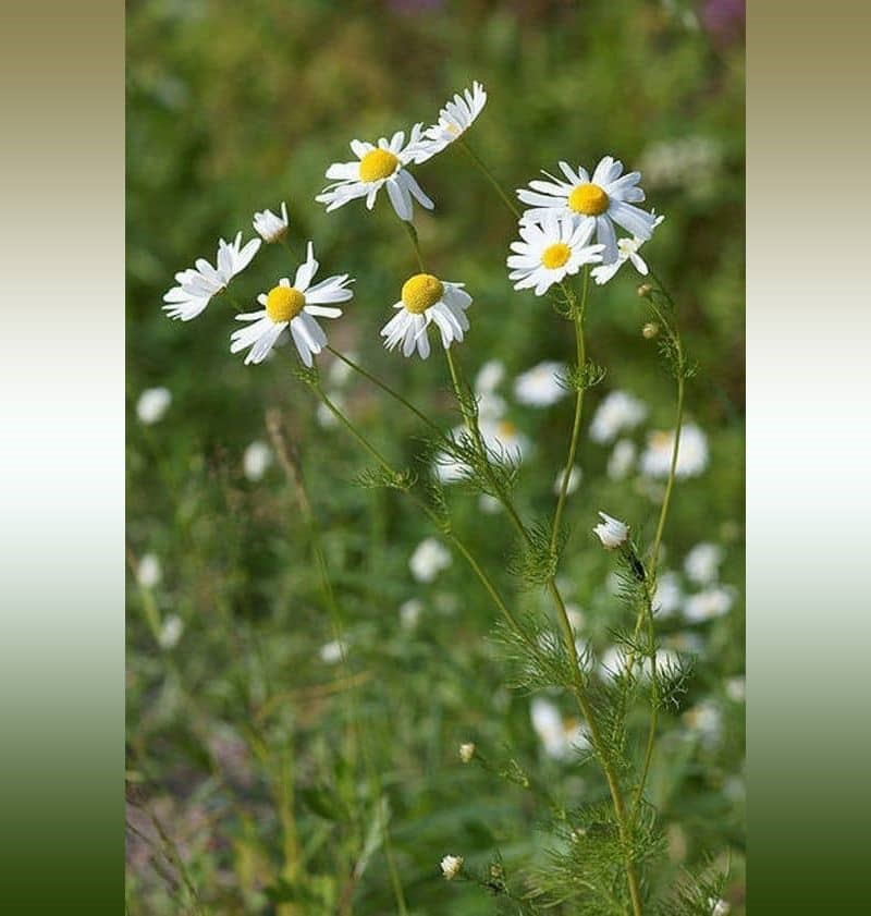 Chamomile herbs, a widely used plant in traditional Iranian medicine