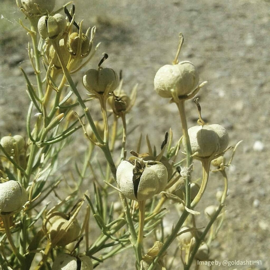 Peganum Harmala flowers