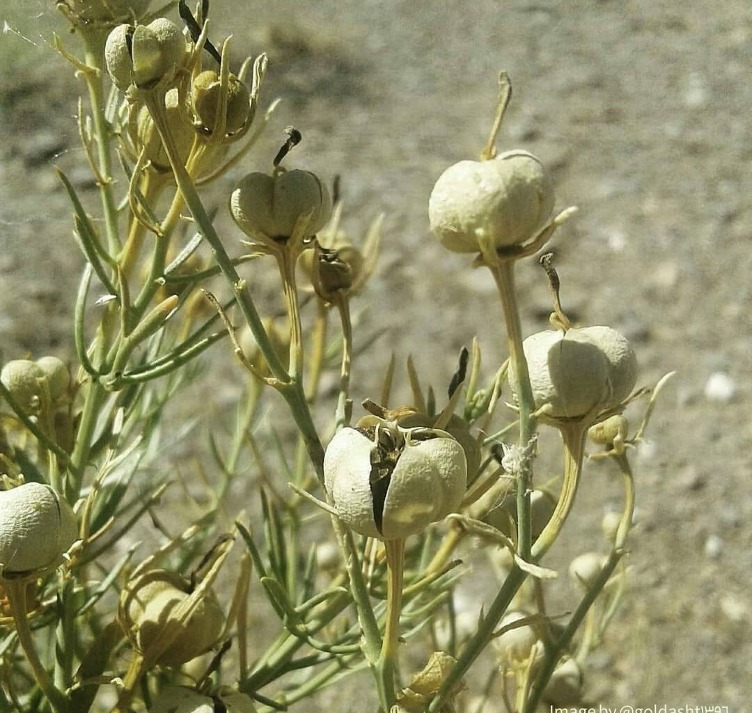 Peganum Harmala flowers