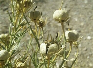 Peganum Harmala flowers