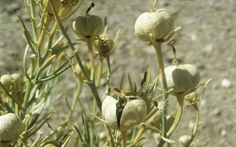 Peganum Harmala flowers