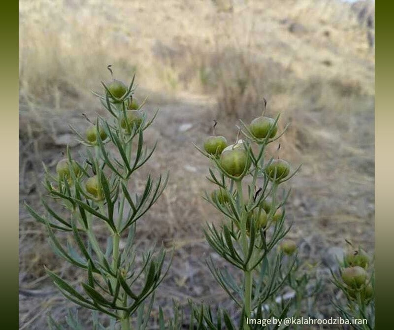 Peganum Harmala seeds have other medicinal uses