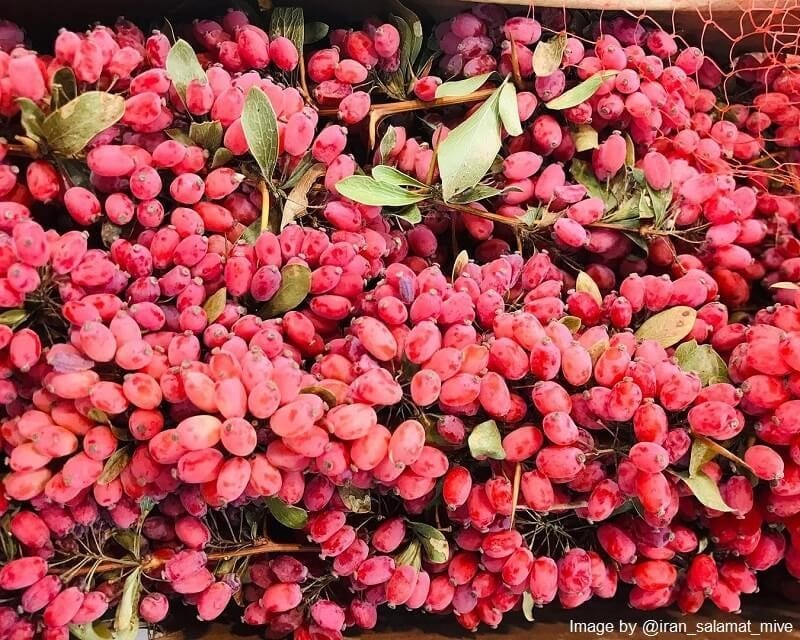 Barberry, a widely used ingredient Iranian cuisine