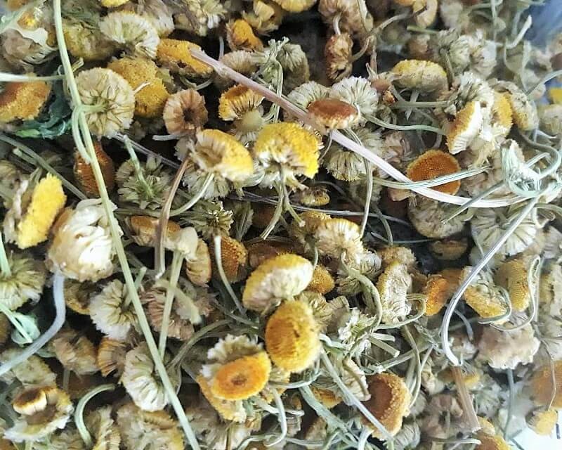 dried chamomile flowers as a traditional medicine