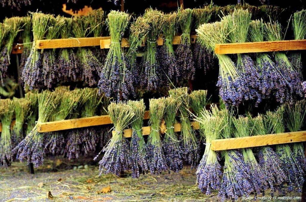 How to dry medicinal plants