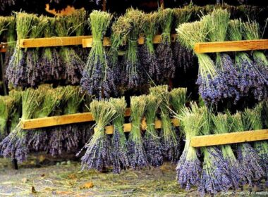 How to dry medicinal plants