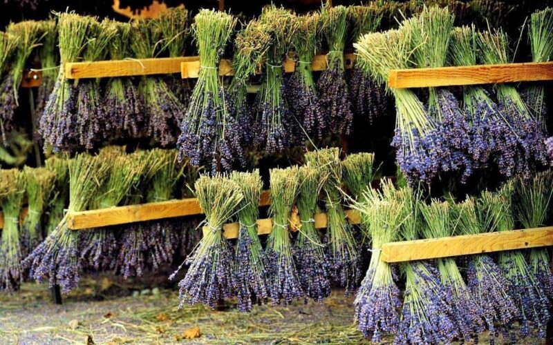 How to dry medicinal plants