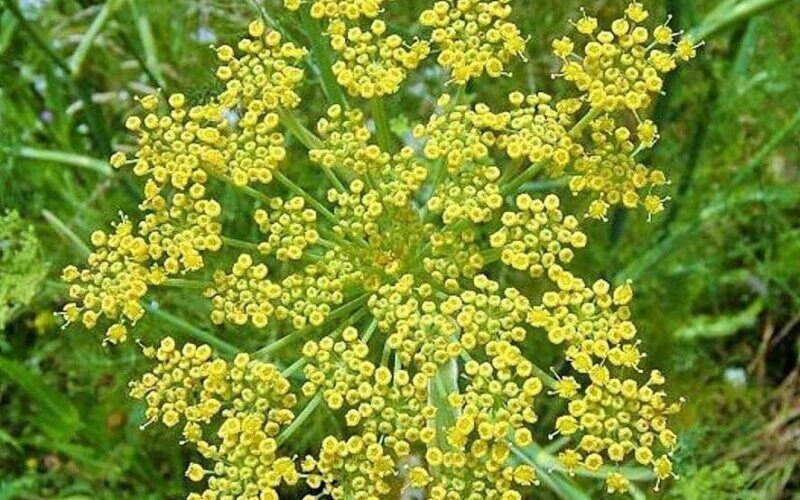 Fresh fennel plant