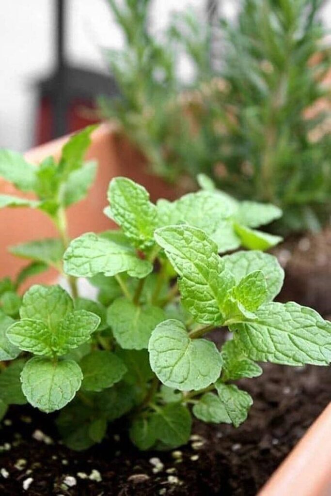 oregano medicinal herb; sedative and sleep-inducing effects