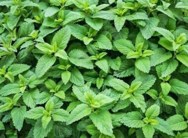 medicinal properties of oregano in Iranian traditional medicine