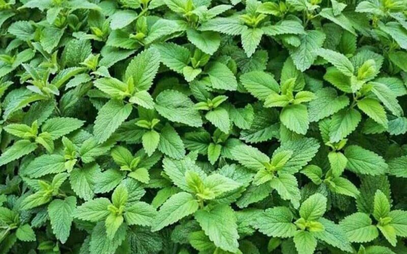 medicinal properties of oregano in Iranian traditional medicine